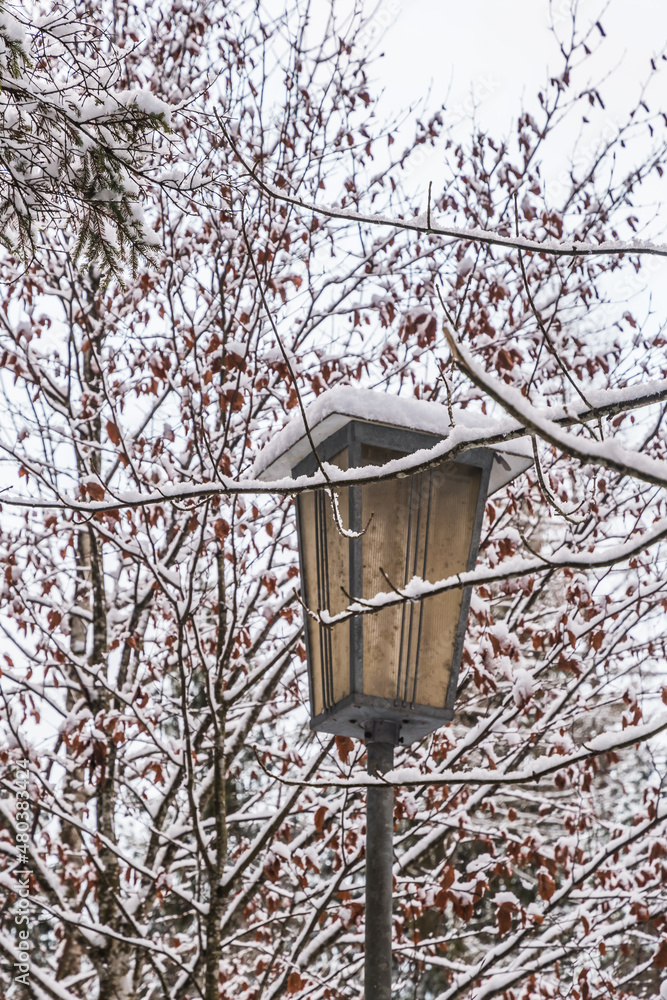 Snow-covered old lantern, surrounded by snow-covered branches of a bush, vertical
