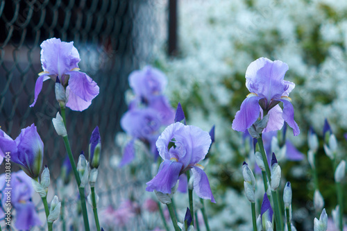 Iris viola photo