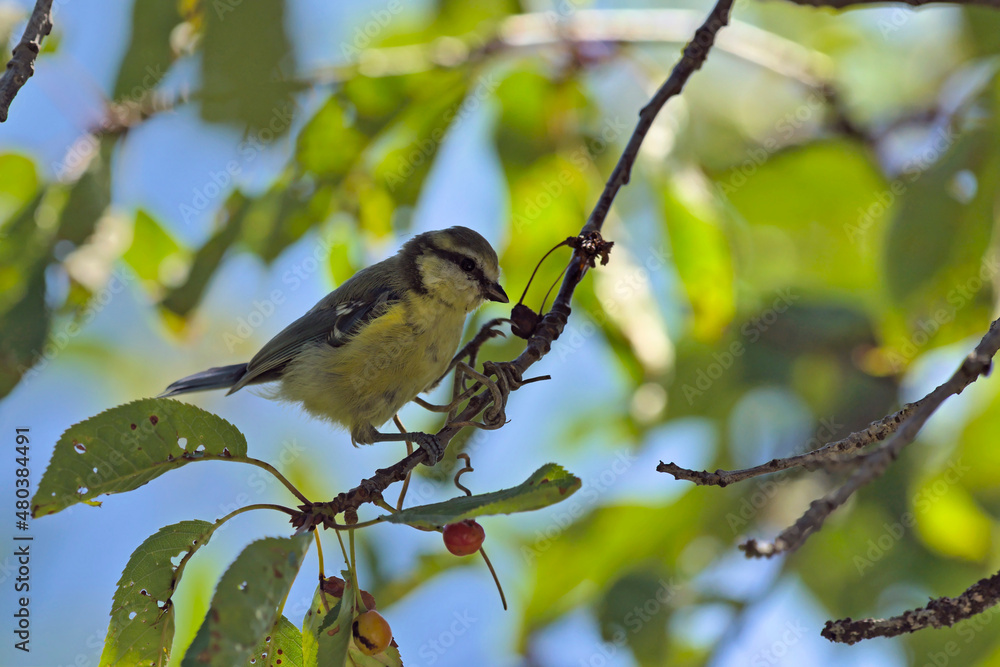 Eurasian Blue Tit (Cyanistes caeruleus), Greece Eurasian Blue Tit (Cyanistes caeruleus), Greece