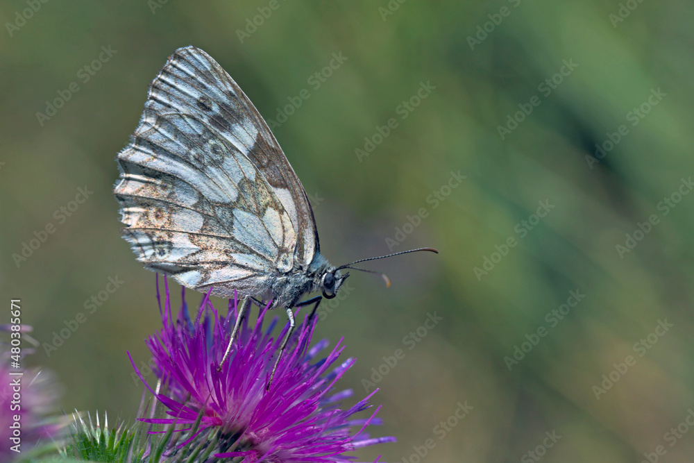 Fototapeta premium Marbled White - Melanargia galathea, Greece 