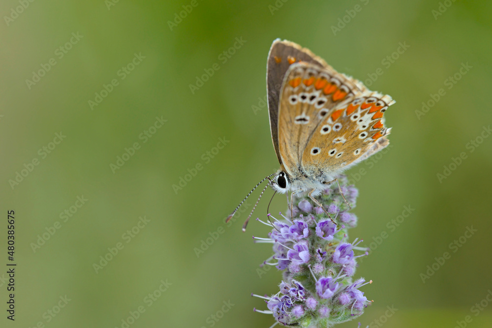 Brown Argus (Aricia agestis), Greece Brown Argus (Aricia agestis), Greece