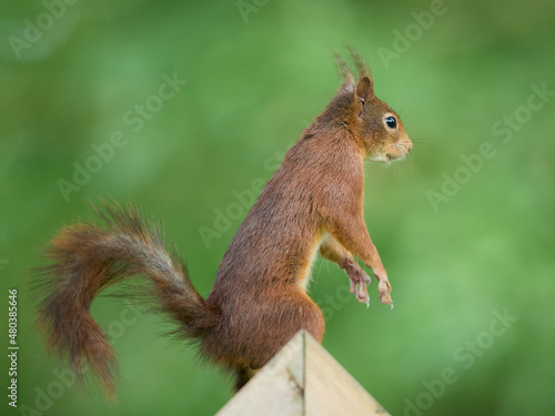 European squirrel isolated sitting on bird feeder house © erwin