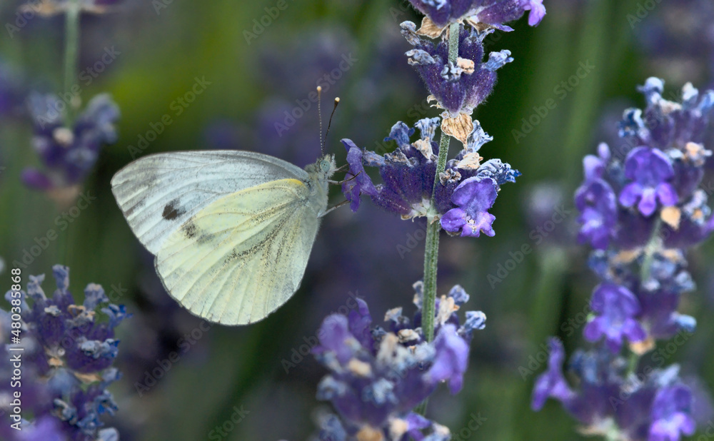 The green-veined white (Pieris napi) is a butterfly of the family Pieridae, Greece The green-veined white (Pieris napi) is a butterfly of the family Pieridae, Greece