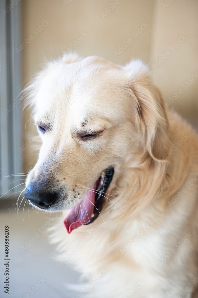 close up shot of golden retriever at home close up shot of golden retriever at home