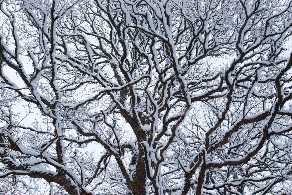 Obraz premium Snow covered maple tree branches in winter, low angle view.