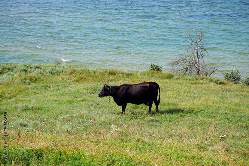 cow grazing on the beach