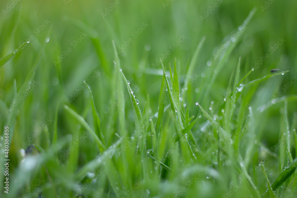 grass with dew drops