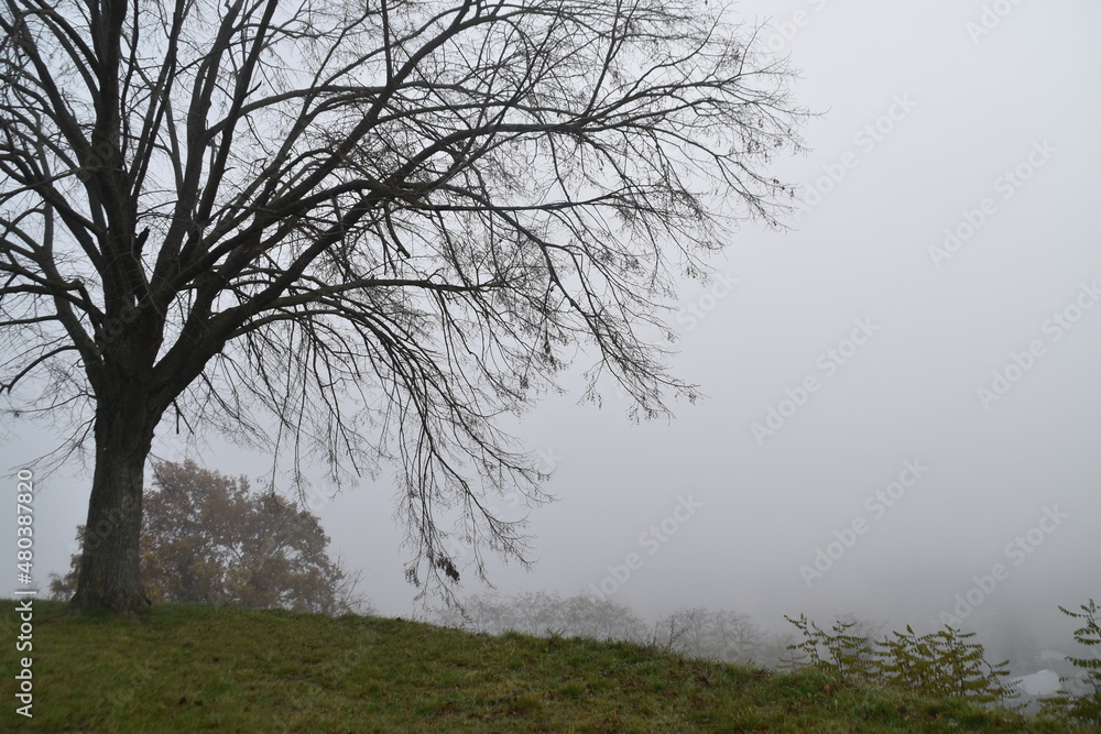 tree in fog tree in fog