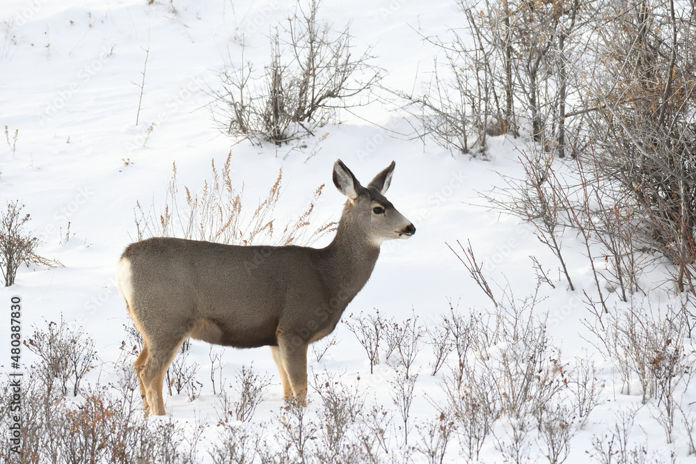 alert mule deer doe standing in the winter snow alert mule deer doe standing in the winter snow