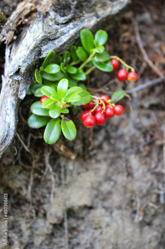 Lingonberry in the forest