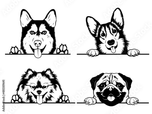 Set of peeking dogs of the corner. Collection of different dogs looking out the window. Vector illustration on white background. Spying pets. Tattoo.