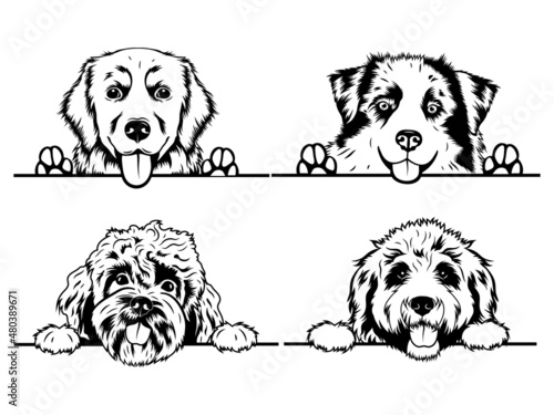 Set of peeking dogs of the corner. Collection of different dogs looking out the window. Vector illustration on white background. Spying pets. Tattoo.