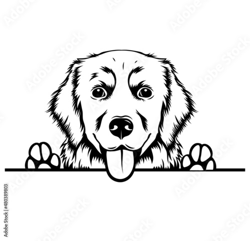 Dogs of the corner. Dog looking out the window. Vector illustration on white background. Spying pets. Tattoo.