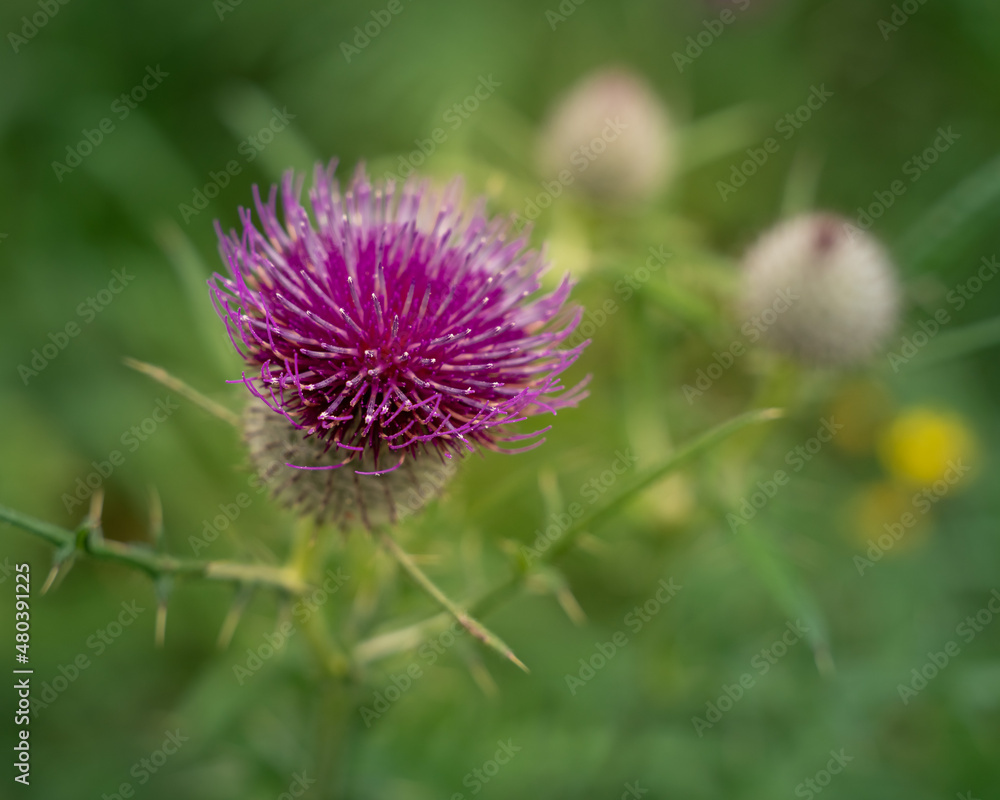 Beautiful blooming pink burdock in the field Beautiful blooming pink burdock in the field