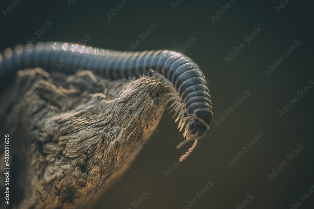 Obraz premium MILLE PATTES