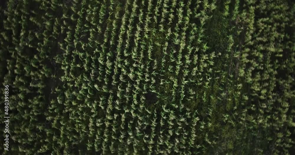 Aerial view of corn field in Sacred Valey in Cusco Peru. Peruvian Andes agriculture of traditional product in America. Aerial view of corn field in Sacred Valey in Cusco Peru. Peruvian Andes agriculture of traditional product in America.