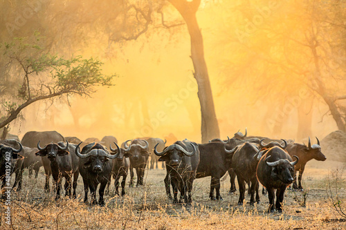 A herd of Buffalo raises the dust in the early morning sunlight of the Lower Zambezi National Park in Zambia.