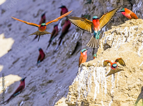 Part of a Colony of Carmine Bee-eaters nesting in the banks of the Luambe River in Zambia. photo