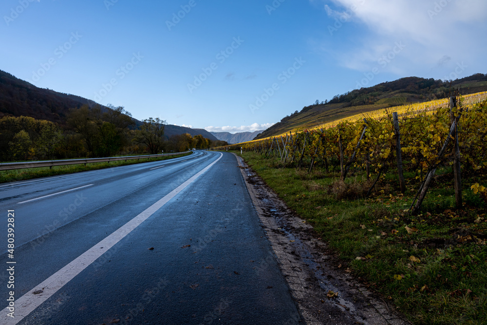 Obraz premium A road going through a wine district n the Mosel valley. Beautiful yellow vine leaves and green grass against a blue sky