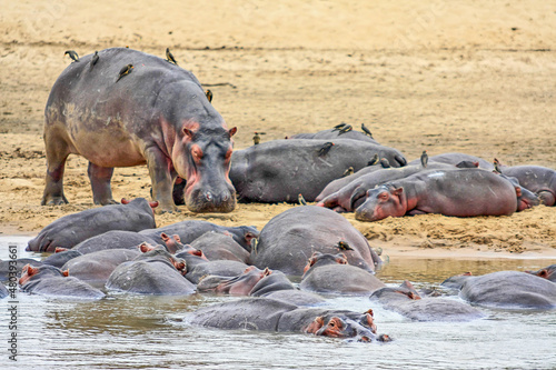 Canvastavla A pod of young Hippos on a sandbank in the Luangwa River at South Luangwa National Park in  Zambia