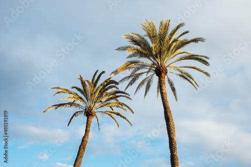 Two palm trees under a blue sky