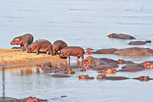 A pod of young Hippos beside a sandbank in the Luangwa River at South Luangwa,National Park in  Zambia.