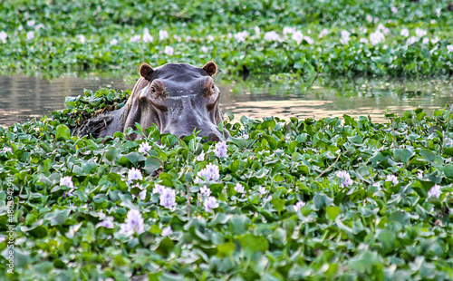 A solitary Hippo emerges from under the water hyacinths in the Zambezi River in Lower Zambezi National Park, Zambia. photo