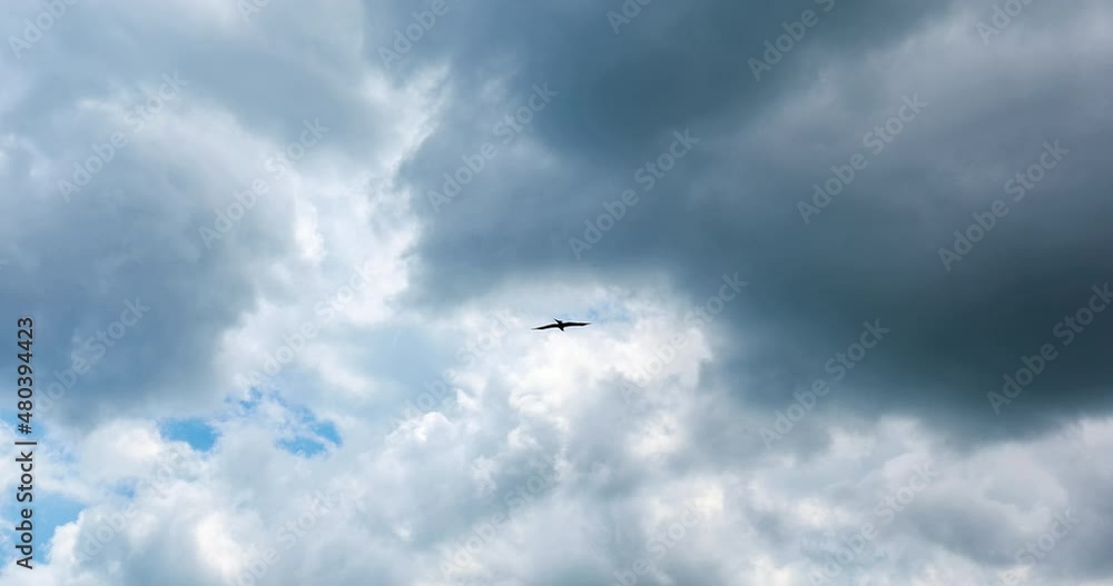 An eagle flying in the blue sky An eagle flying in the blue sky