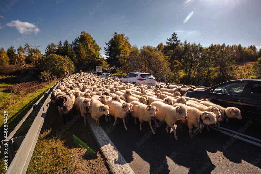 Sheep walking in a traditional redyk in the Pieniny Mountains. Hundreds of sheep roam the streets between pastures.