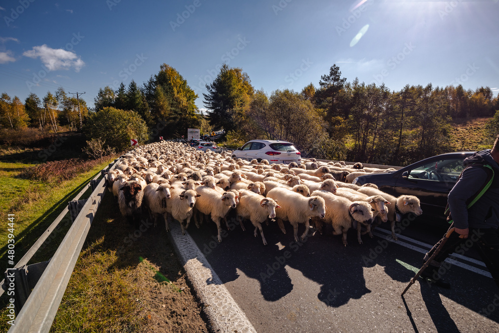 Sheep walking in a traditional redyk in the Pieniny Mountains. Hundreds of sheep roam the streets between pastures.