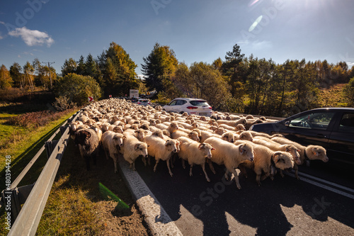 Obraz na płótnie Sheep walking in a traditional redyk in the Pieniny Mountains. Hundreds of sheep roam the streets between pastures. w salonie