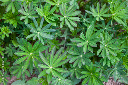 Fresh green lupine leaves in spring season. Top view. Natural botanical foliage background. Gardening and planting