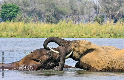 Photography Two large adult female elephants greeting each other in the middle of the Zambezi River - Lower Zambezi, Zambia