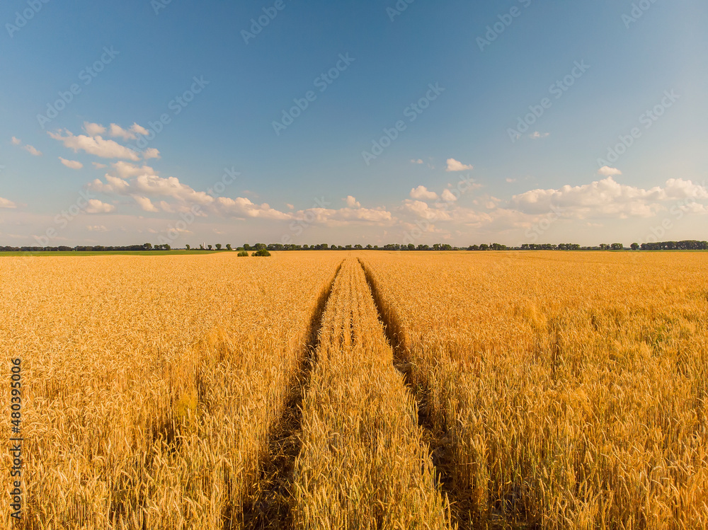 landscape of summer farm wheat field harvest crops