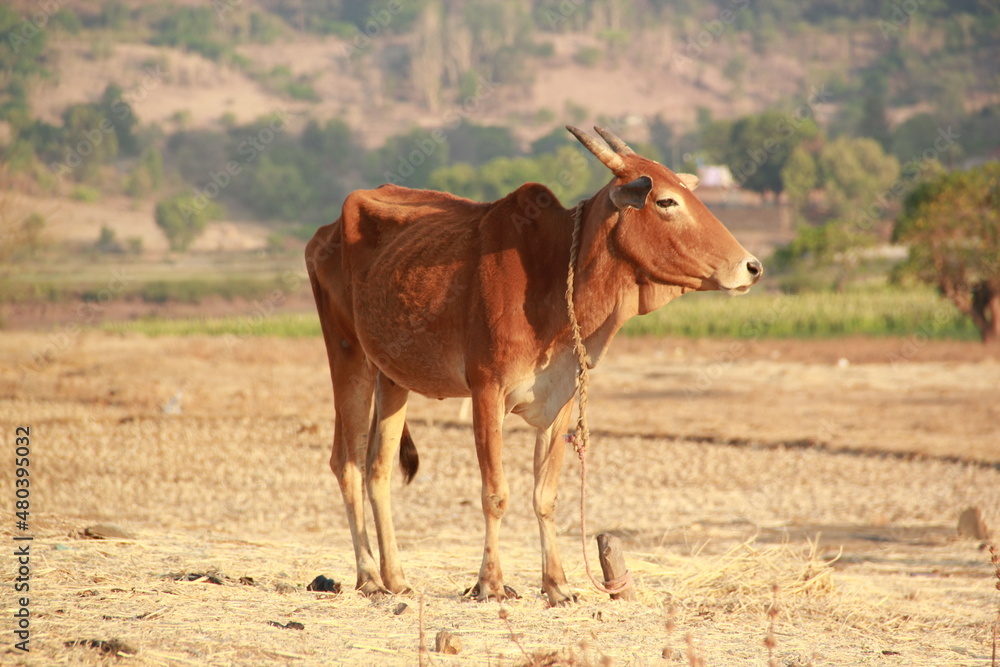Cattle Cattle