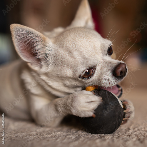 Small white chihuahua plaing with the toy