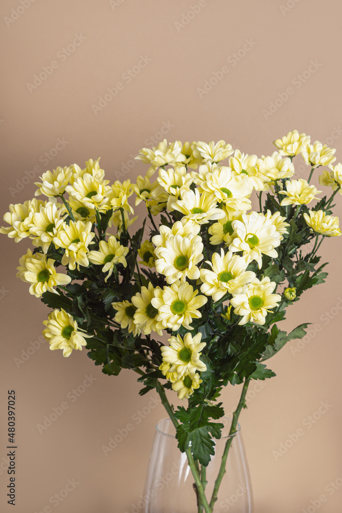 Yellow bush chrysanthemums in glass vase on beige background. Bouquet for woman. Hardy chrysanthemums