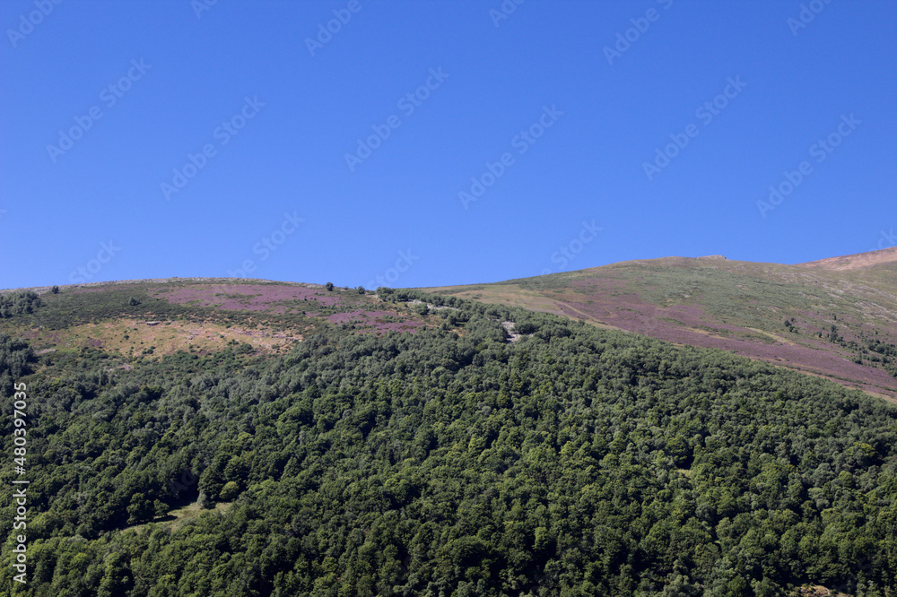 Mountainous part of Cantabria in the north of Spain, summer and heather flowering 