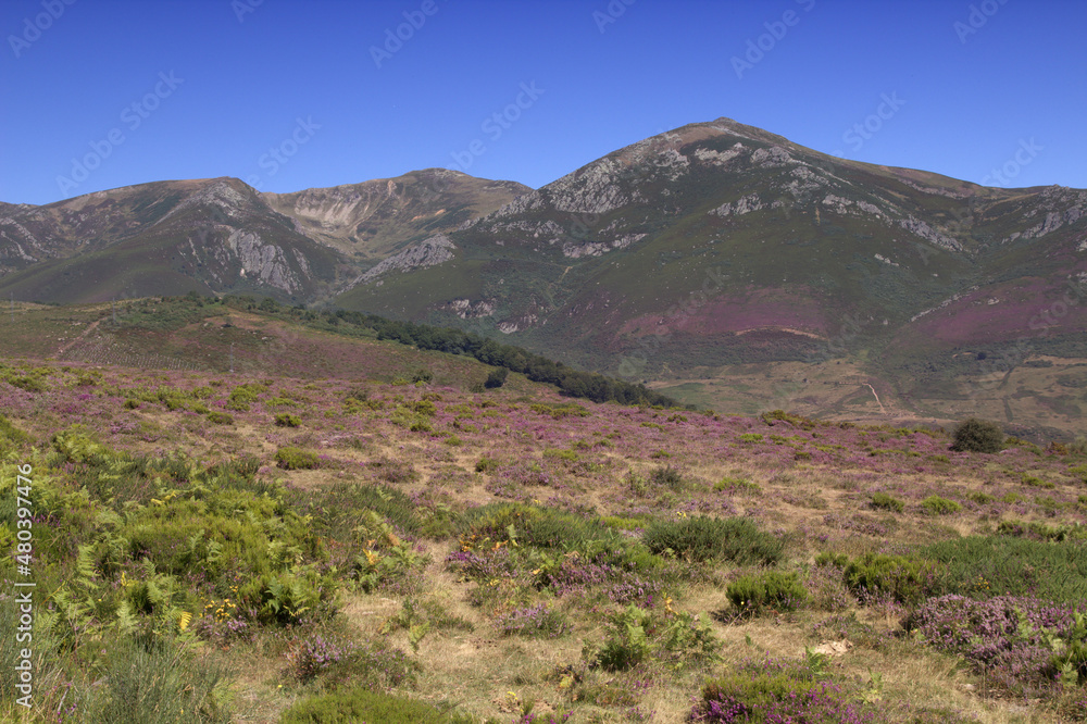 Obraz premium Mountainous part of Cantabria in the north of Spain, summer and heather flowering 
