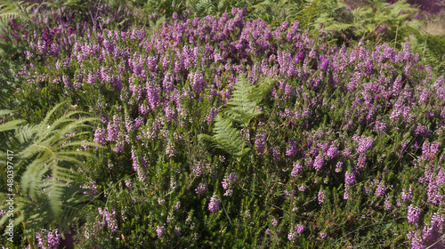 Flora of Cantabria in the north of Spain - different colors of heather flowering in summer