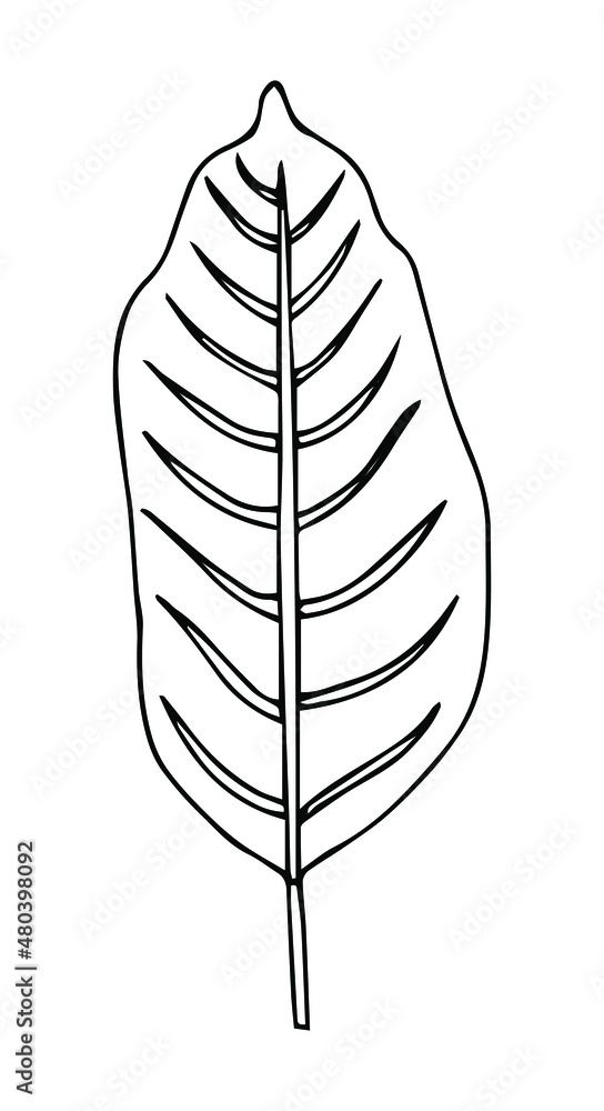 Tropical palm leave in sketch style, isolated vector illustration. Leave of palm tree in linear doodle style. Botanical minimalist print of exotic leave, sketch design. Tropical palm leave in sketch style, isolated vector illustration. Leave of palm tree in linear doodle style. Botanical minimalist print of exotic leave, sketch design.