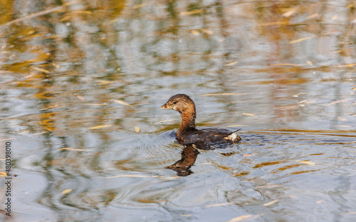 Pied billed grebe on pond © Jen