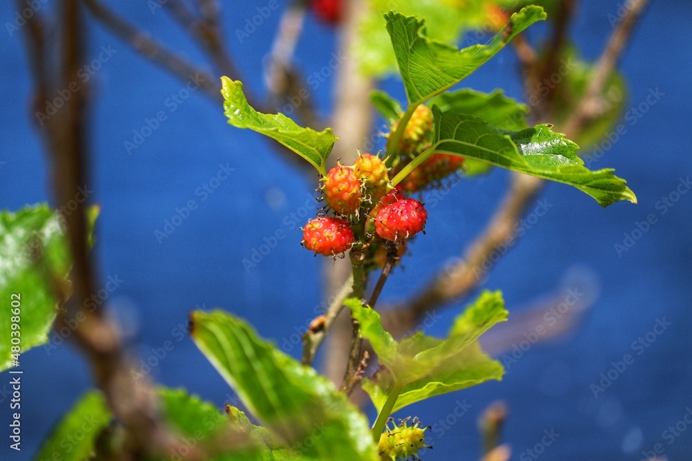 Fototapeta premium The beauty of a mulberry tree found at Lagoa do Violão in Torres in Rio Grande do Sul, Brazil.