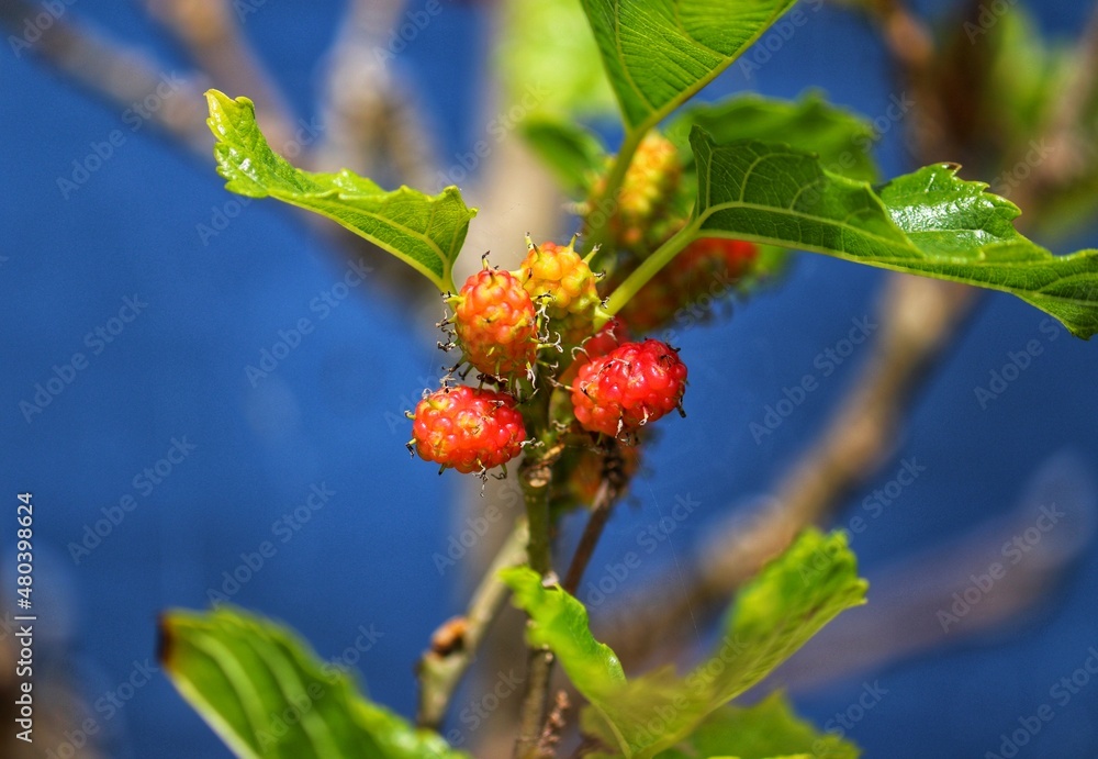 The beauty of a mulberry tree found at Lagoa do Violão in Torres in Rio Grande do Sul, Brazil. The beauty of a mulberry tree found at Lagoa do Violão in Torres in Rio Grande do Sul, Brazil.