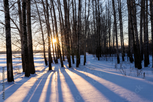 sunset in the winter forest © orininskaya