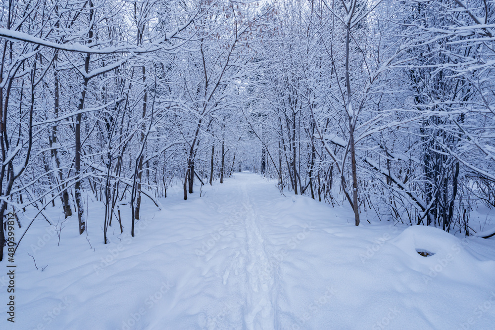Fototapeta premium Birch tree grove at winter day.