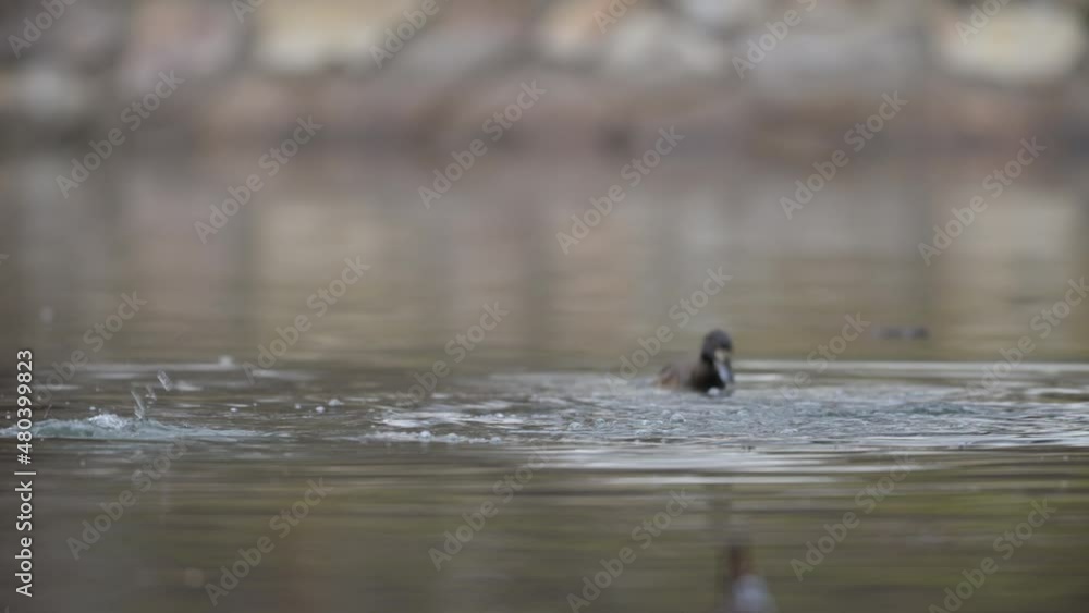 A group of tufted ducks swimming on a pond A group of tufted ducks swimming on a pond