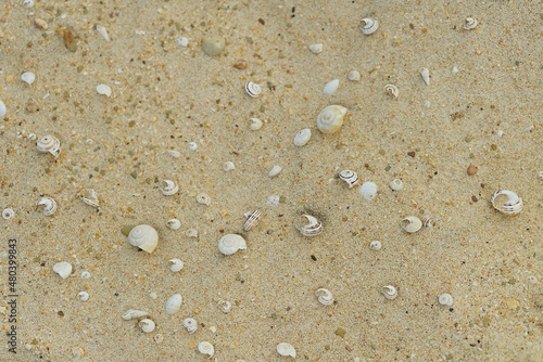 Natural texture of beach sand and shells on flat lay