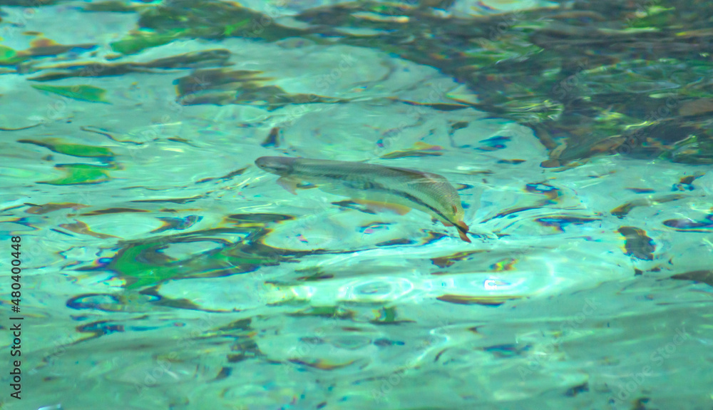 Brycon fish in river at Nobres, State of Mato Grosso, Brazil Brycon fish in river at Nobres, State of Mato Grosso, Brazil