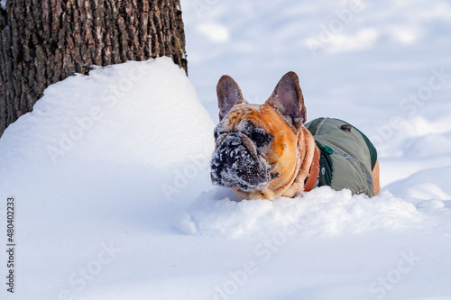 A French bulldog is playing in the snow.. 